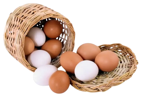 Huevos de granja grande 6X1