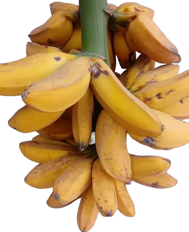 Guineo Majoncho Unidad