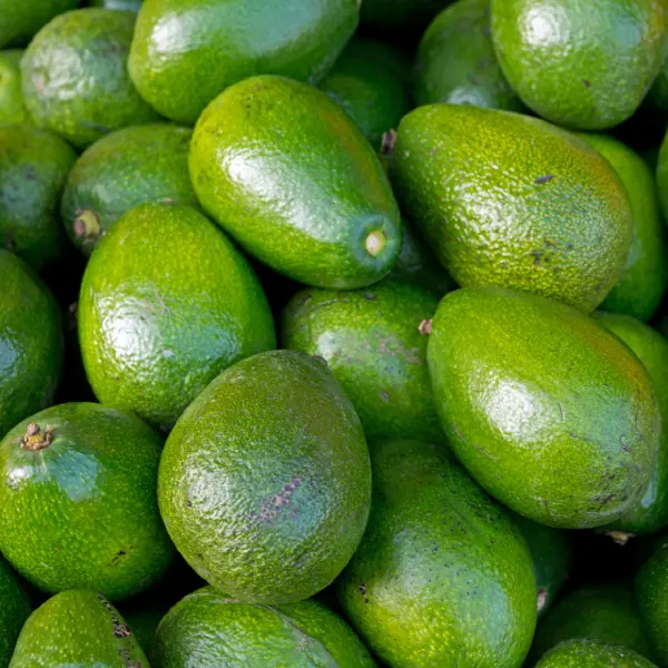 Aguacate pequeño unidad 