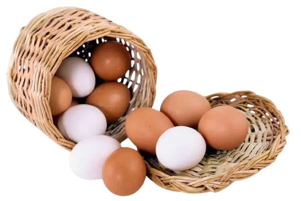Huevos de granja grande 5X1