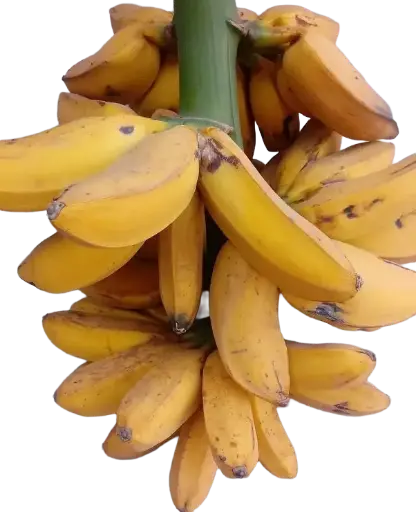 Guineo Majoncho Unidad